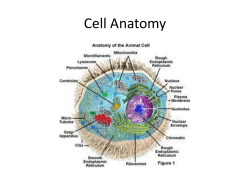 Cells and Tissues - Elmwood Park Memorial High School