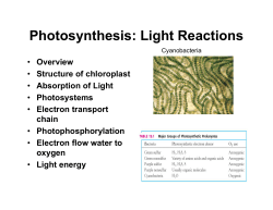 Photosynthesis: Light Reactions