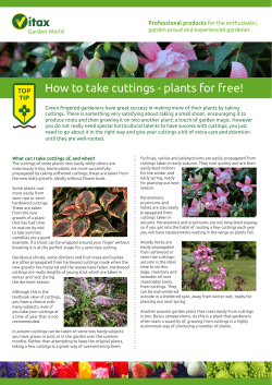 How to take cuttings - plants for free!