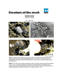 Oyster borer - Sir Peter Blake Marine Education and Recreation