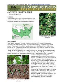 JAPANESE HONEYSUCKLE