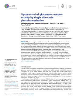 Optocontrol of glutamate receptor activity by single side-chain