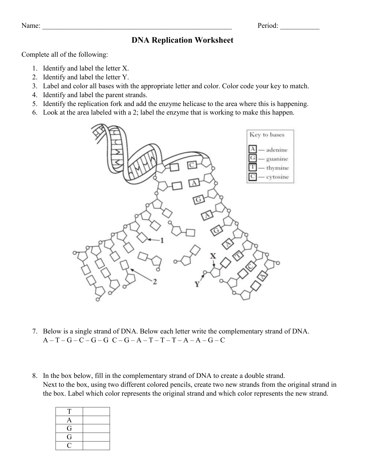 DNA Replication Practice Worksheet In Dna Replication Coloring Worksheet