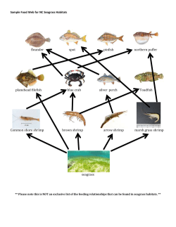 Sample Food Web for NC Seagrass Habitats