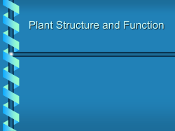 Plant Reproduction File
