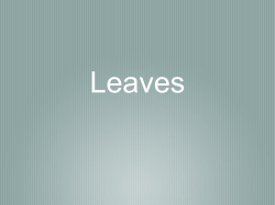 Leaves