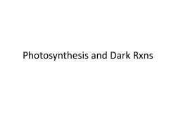 Photosynthesis and Dark Rxns