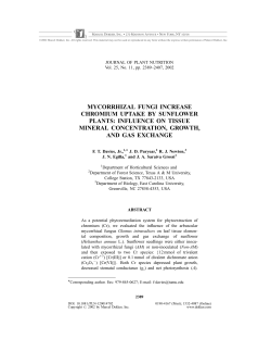 mycorrhizal fungi increase chromium uptake by sunflower plants
