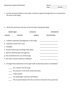 Respiratory System Worksheet