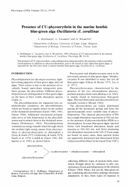 Presence of CU-phycoerythrin in the marine benthic blue