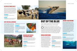 out of the blue shark-cage diving whale watching