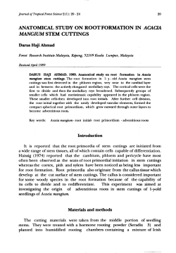 anatomical study on root formation in acacia mangium stem