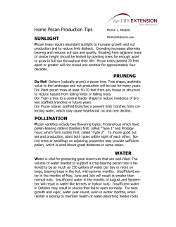 Home Pecan Production Tips WATER SUNLIGHT PRUNING