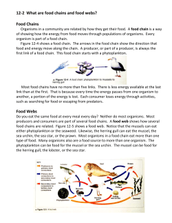 Food Chains
