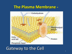 The Plasma Membrane -