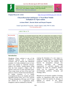 Chryseobacterium indologenes A Novel Root Nodule