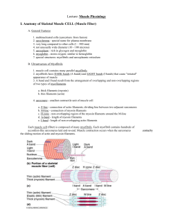 Lecture: Muscle Physiology I. Anatomy of Skeletal Muscle CELL