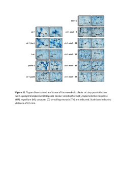 Figure S1. Trypan blue-stained leaf tissue of four-week-old