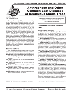 Anthracnose and Other Common Leaf Diseases
