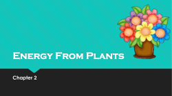 Energy From Plants