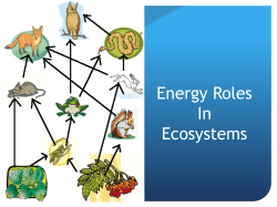 Energy Roles In Ecosystems
