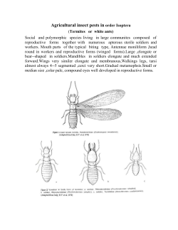 Isoptera