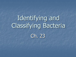 Bacteria