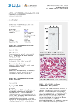 AIFM1 / AIF / PDCD8 Antibody (aa593-606)