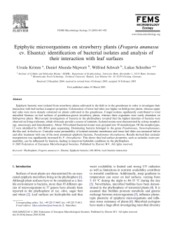Epiphytic microorganisms on strawberry plants