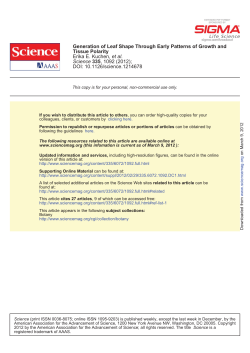 Generation of Leaf Shape Through Early Patterns of Growth and