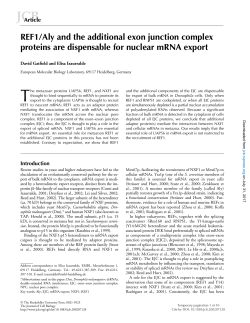 REF1/Aly and the additional exon junction complex proteins are