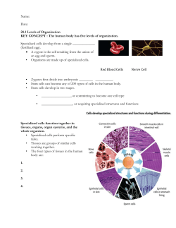 Rve cell