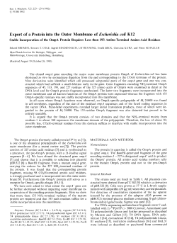 Export of a Protein into the Outer Membrane of