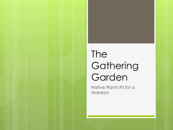 Gathering Garden - Friends of Cold Spring School