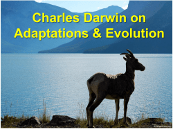 Chapter 4 Animal and Plant Adaptations