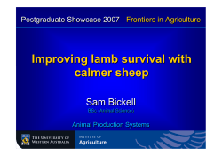 Improving lamb survival with calmer sheep Improving lamb survival
