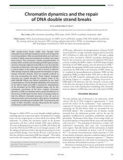 Chromatin dynamics and the repair of DNA double strand breaks