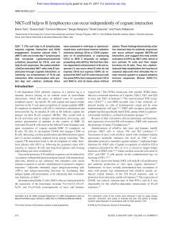 NKT-cell help to B lymphocytes can occur