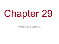 Phloem and Stomata
