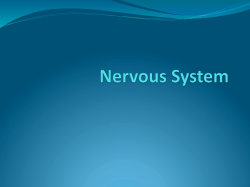 Nervous system 2
