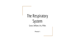 The Respiratory System - Mercer Island School District