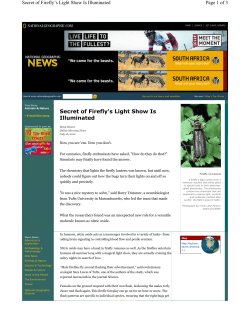 Secret of Firefly`s Light Show Is Illuminated