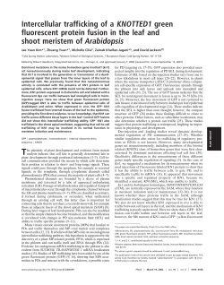 Intercellular trafficking of a KNOTTED1 green fluorescent protein
