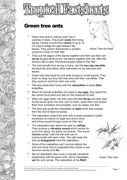 Green tree ants - Wet Tropics Management Authority