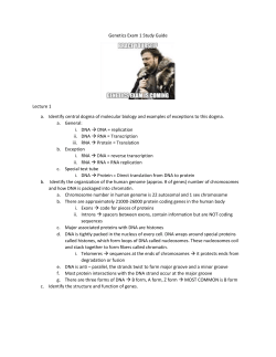 Genetics Exam 1 Study Guide Lecture 1 Identify central dogma of