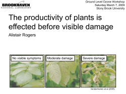 The productivity of plants is effected even before visible damage