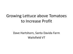 Growing Lettuce above Tomatoes to Increase Profit