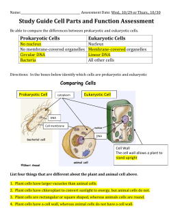 cell wall