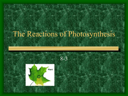 The Reactions of Photosynthesis