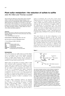Plant sulfur metabolism &mdash; the reduction of sulfate to sulfite